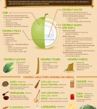 Other Uses for Coconut Infographic