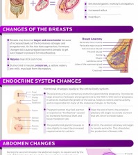 Changes that a womans’ body goes through when she is pregnant infographic