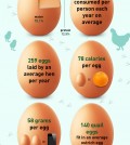 True Facts About Eggs Infographic