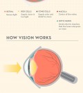 Look Inside The Human Eye Infographic