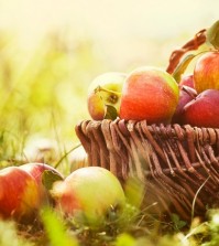Organic Apples In Summer Grass