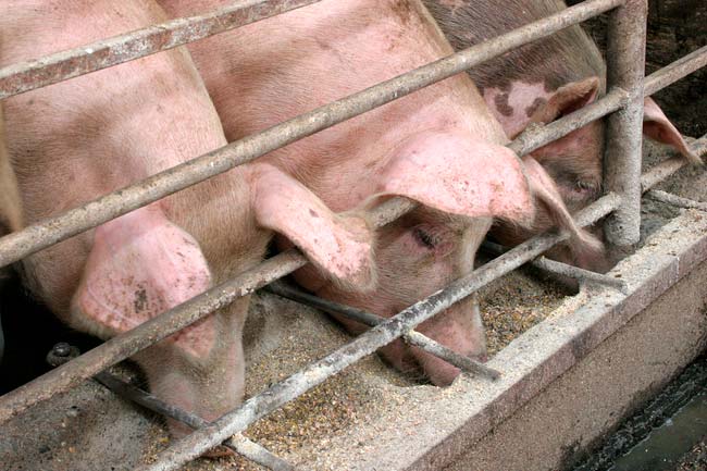 gestation crates