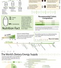 Everything About Rice Infographic