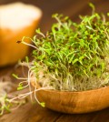 Alfalfa Sprouts