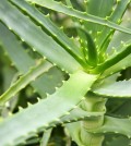 Aloe vera plant