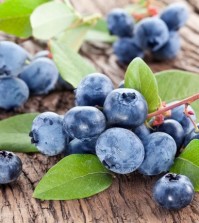 Blueberries with leaves on a wooden table. Studio isolated.