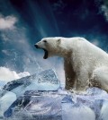 White Polar Bear Hunter on the Ice in water drops.