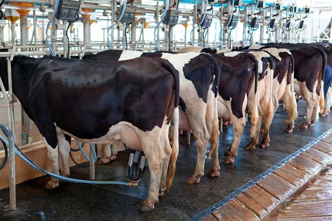 cow milking facility