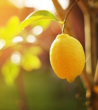 Ripe lemon hangs on tree branch in sunshine.