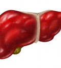 Human Liver