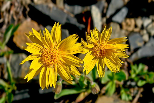 Mountain Arnica Flowers Covered Tundra.