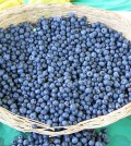 Harvest of fresh acai berries