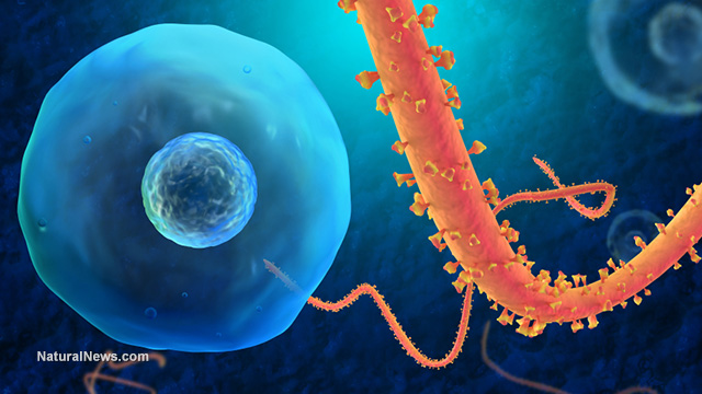 Ebola-Virus-Attack-Cell