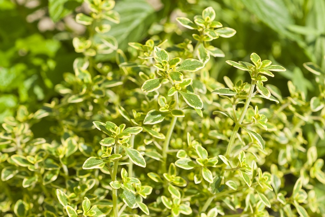 Fresh Lemon Thyme Herb