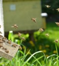 Plenty of bees at the entrance of beehive in apiary in the sprin