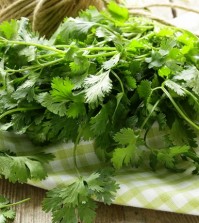 bunch of fresh green coriander (cilantro) on a wooden table