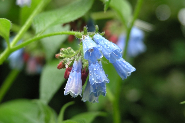 inflorescence lungwort