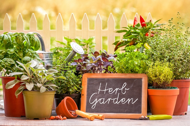 Herb Garten