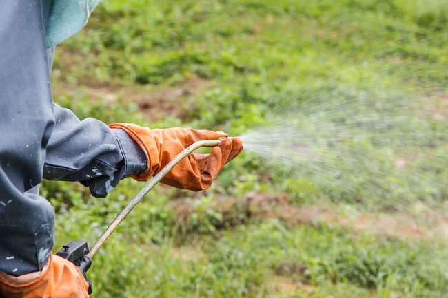 A Man  Is Spraying Herbicide