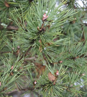 7 Health Benefits from a Little Known Pine Tree