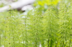 Top 12 Reasons Why You Should Consume More Horsetail!