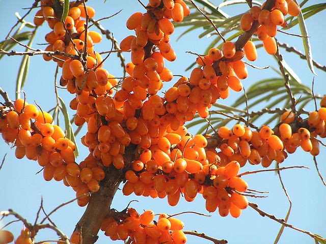 55-sea-buckthorn