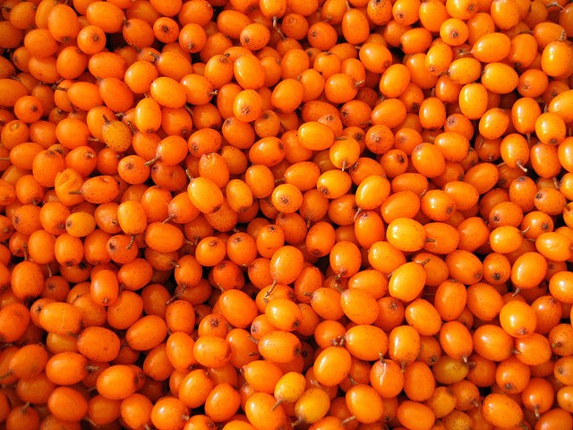 59-sea-buckthorn