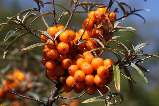 60-sea-buckthorn