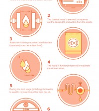 Choosing Between Fish And Algae Oil Infographic