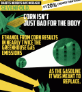 Corn Is Everywhere Infographic