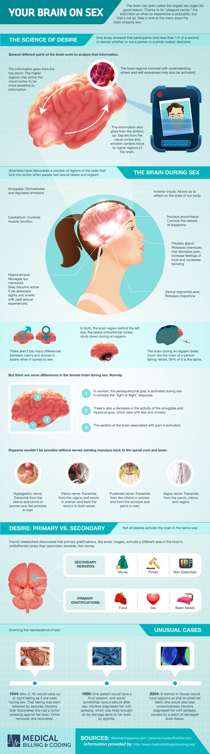 Brain Controls Your Sex Infographic