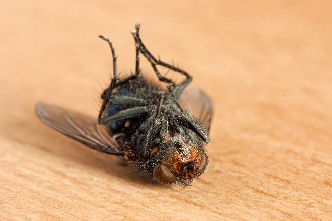 What Does A Dead Fly Mean Spiritually