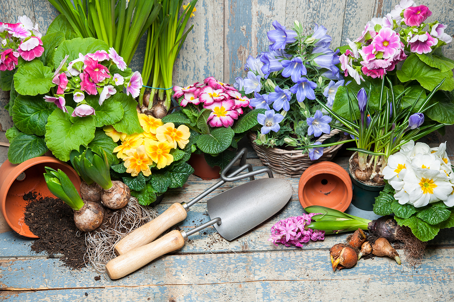 6 Great Tips To Create A Successful Tiny Garden!