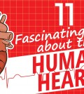 11 Incredible Facts About The Human Heart Video