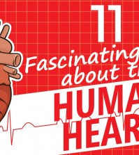 11 Incredible Facts About The Human Heart Video