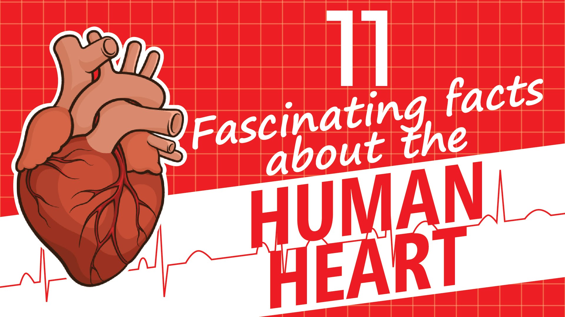 11-incredible-facts-about-the-human-heart-video