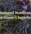 Seaweed, An Ocean Superfood For Better Health Video