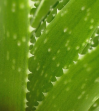 Aloe Water: Everything You Need To Know About This Miracle Drink Video