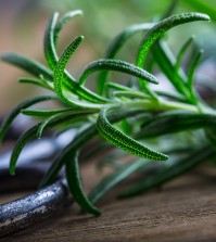 Rosemary. Fresh rosemary herbs. Scissors cut herbs fresh rosemary. Organic aromatic herbs.