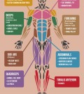 Optimize Your Workout To Tone All Muscles Infographic