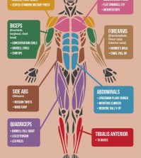 Optimize Your Workout To Tone All Muscles Infographic