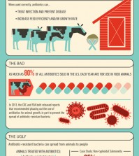 Antibiotics: The Wonderful And Terrible Truth Infographic