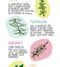 The Basics of Herbs For Beginners Infographic