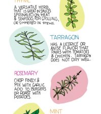 The Basics of Herbs For Beginners Infographic