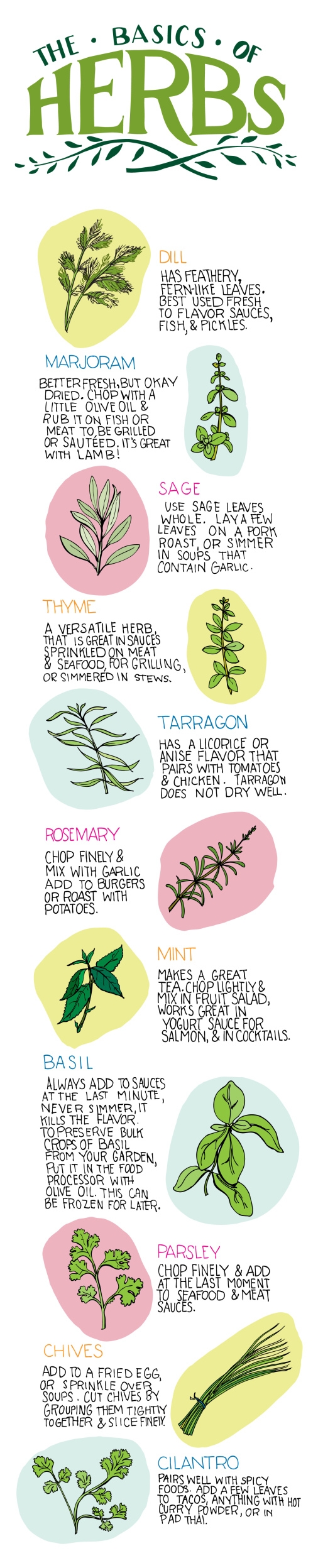 The Basics of Herbs For Beginners Infographic