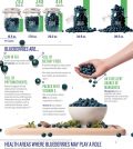 All About Blueberries And Their Powerful Health Benefits Infographic