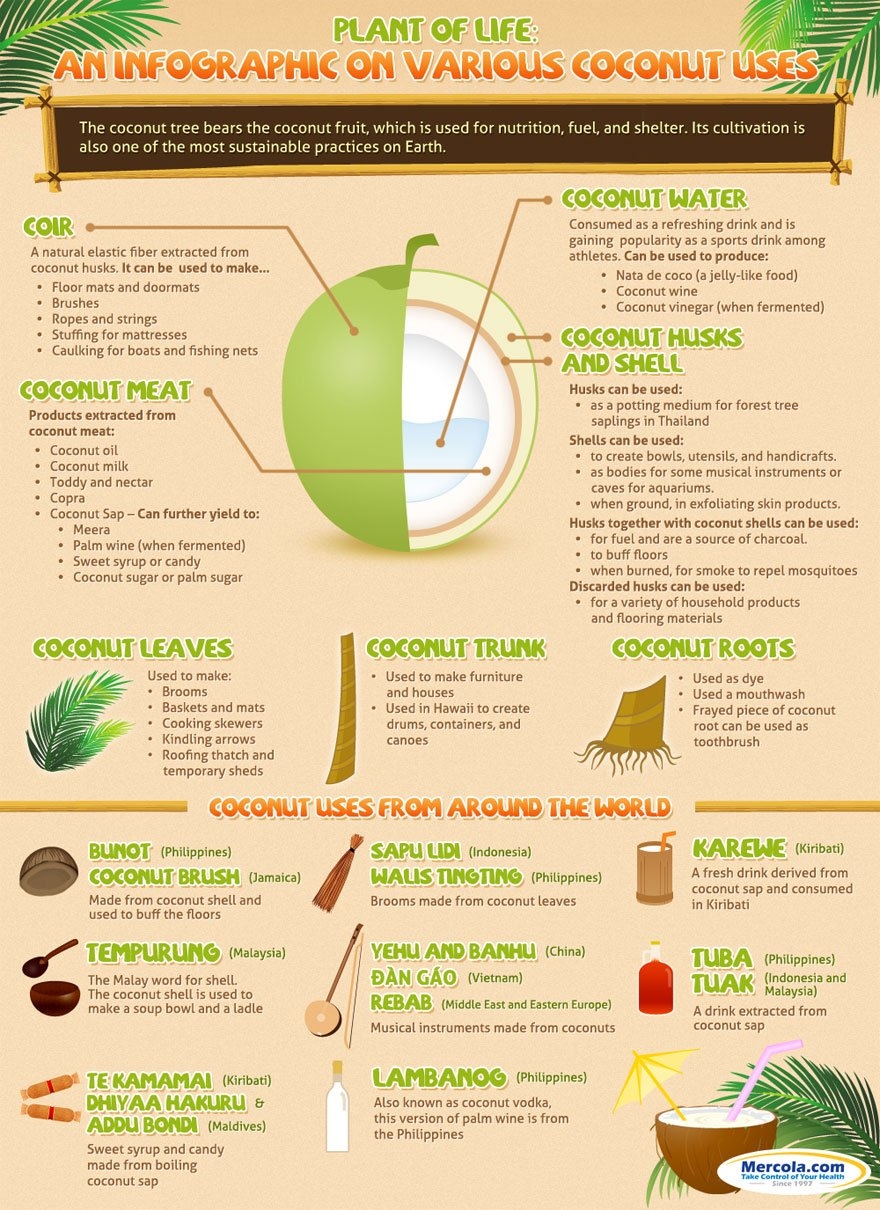 Everything There Is To Know About Coconut Uses Infographic