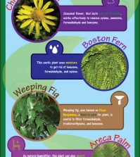 Why Your Home Needs Indoor Plants More Than You Think Infographic