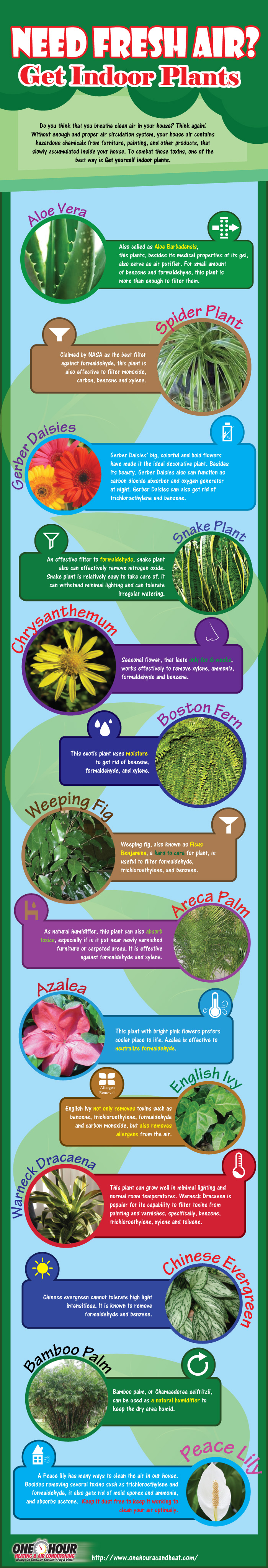 Why Your Home Needs Indoor Plants More Than You Think Infographic