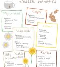 Chamomile, Ginger Or Peppermint? Health Benefits Of Herbal Tea Infographic